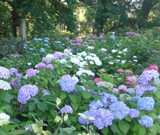 02 Hortensien im Park