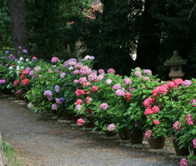 16 Aufgestellte Hortensien